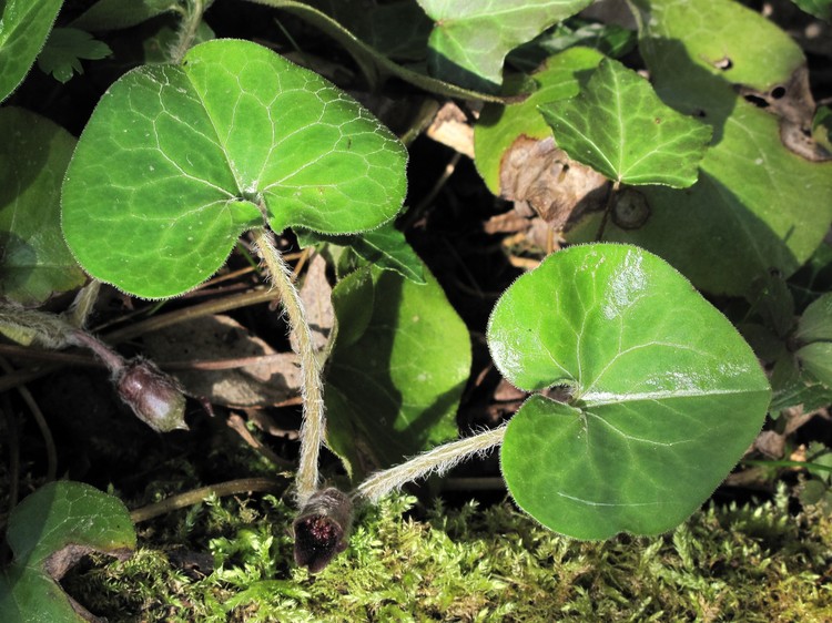 Asarum europaeum